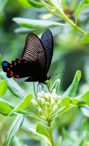 Bulanık Arka Planda Bir Bitkinin Üzerinde Oturan Siyah Bir Lepidoptera — Stok fotoğraf