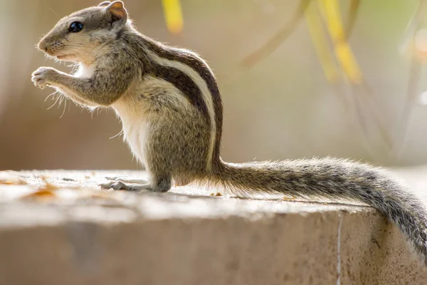 Taş bir yüzey üzerinde duran şirin bir Hint palmiye sincabının (Funambulus palmarum) yakın çekimi