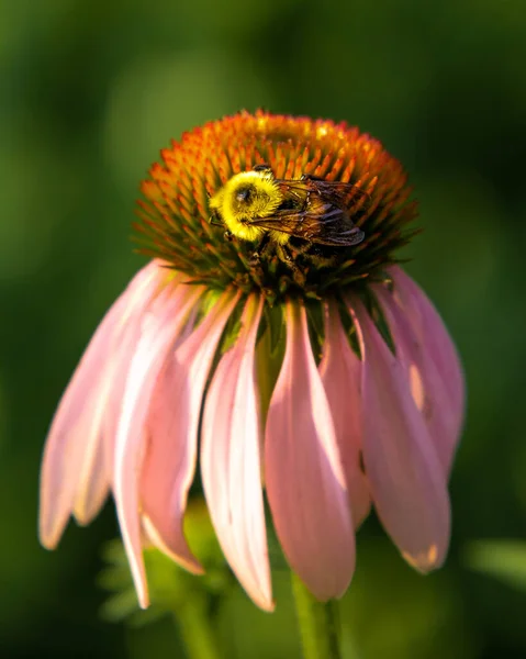 Vertikální Detailní Záběr Včely Opylující Růžový Jehličnan — Stock fotografie