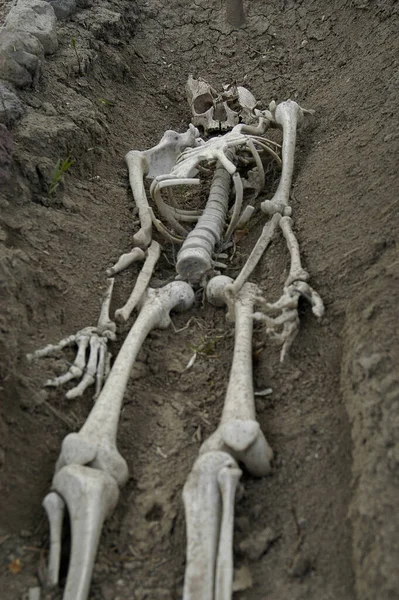 Vertical Shot Skeleton Found Excavations Artashat Armenia — Stock Photo, Image