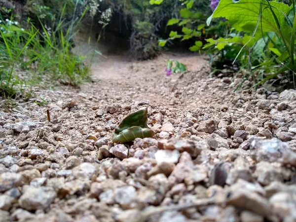 小石で覆われた地面に落ちた一枚の緑の葉の閉鎖 — ストック写真