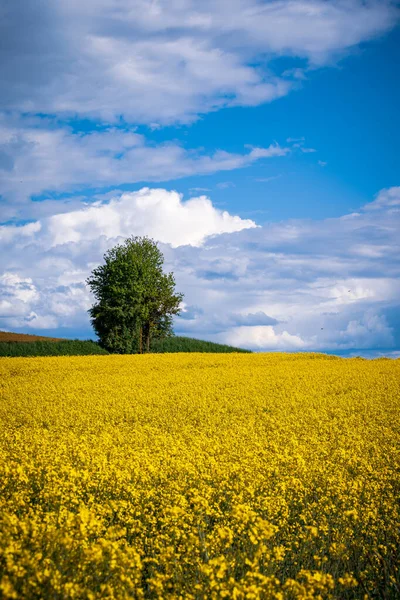 Вертикальный Снимок Одного Дерева Желтом Рапсовом Поле Облачным Небом — стоковое фото