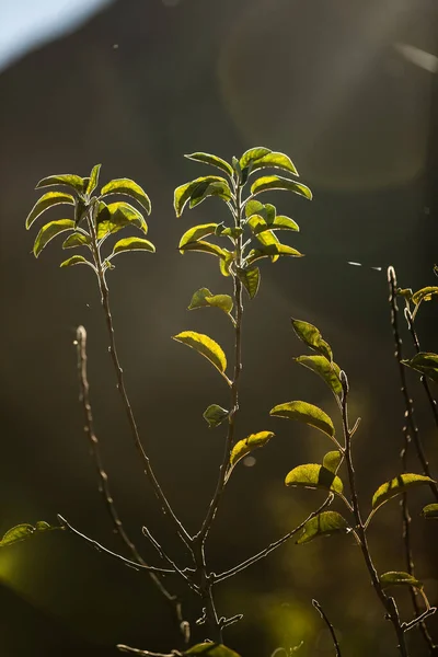 Plano Vertical Ramas Con Hojas Verdes Bajo Luz Del Sol — Foto de Stock