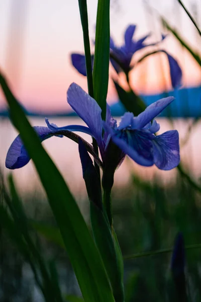 Eine Vertikale Nahaufnahme Einer Schönen Sibirischen Iris Einem Garten — Stockfoto