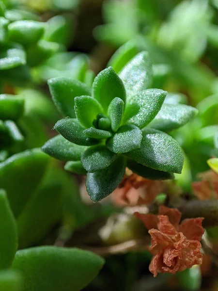 緑のファジィ多肉植物の垂直閉鎖ショット — ストック写真