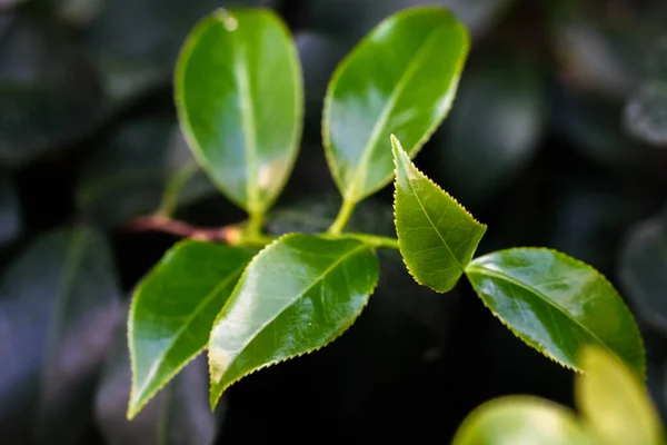 Closeup Green Leaves Park — Stockfoto