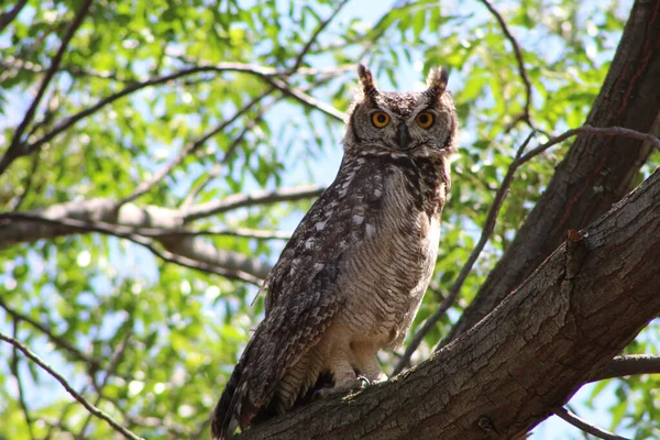 背景がぼやけている木の枝には大きな角のついたフクロウ ボブバージニア が座っています — ストック写真