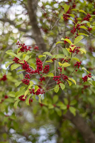 Een Close Van Holly Plant Met Rode Bessen Het Bos — Stockfoto