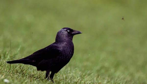 Blick Auf Eine Schwarze Krähe Mit Blauem Auge Die Frühling — Stockfoto