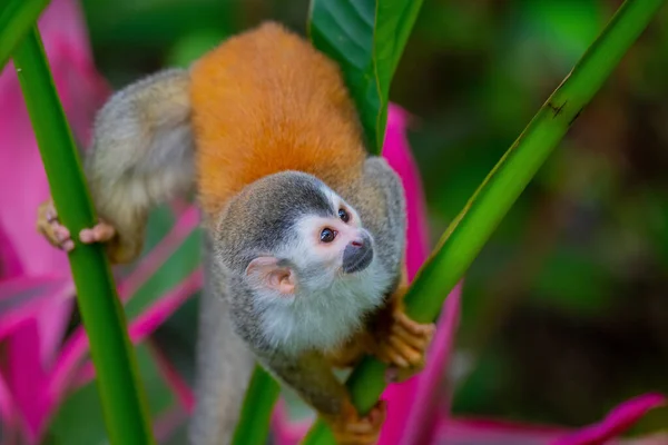 Veverka Červeným Zadkem Národním Parku Manuel Antonio Quepos Kostarika — Stock fotografie