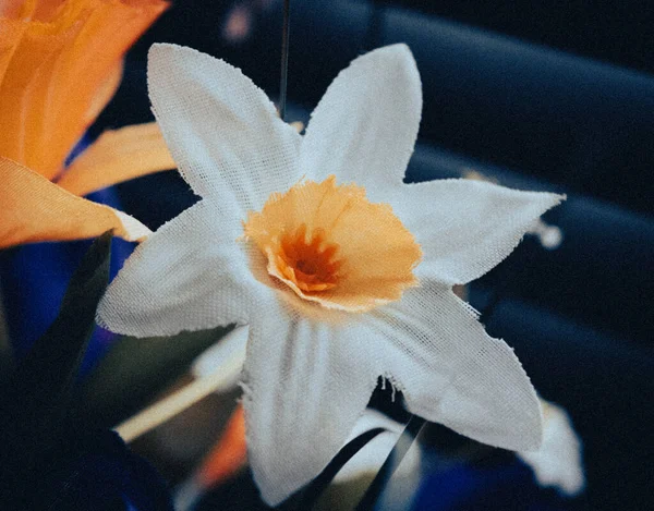Ένα Κοντινό Πλάνο Ενός Όμορφου Λουλουδιού Που Ανθίζει Κάτω Από — Φωτογραφία Αρχείου