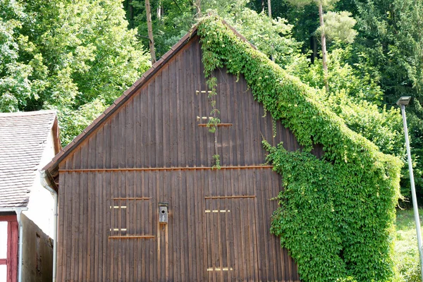 Dřevěný Venkovský Dům Rostoucí Zelenou Břečťanem Farmě — Stock fotografie