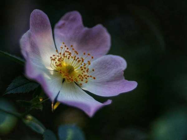 Selective Focus Shot Rosehip Flower Garden — Stock Photo, Image