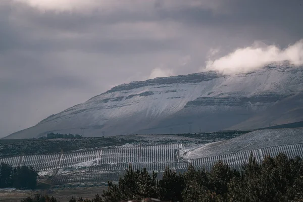 Güney Afrika, Matroosberg 'deki gri gökyüzüne karşı kar kayalıklarının altındaki ağaçların güzel manzarası.