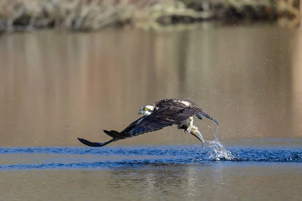 Uccello Osprey Pesca Alewife Pesci Nello Stagno Durante Primavera — Foto Stock