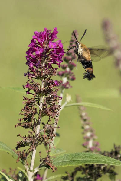 A closeup of a Hummingbird moth near a Bee Balm Blossom in a garden in New Bern, North Carolina