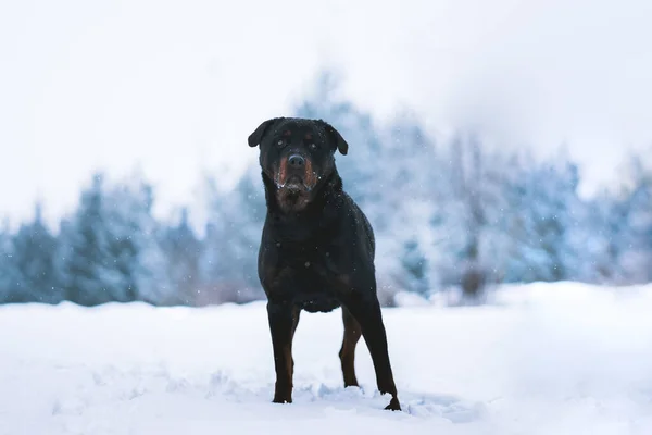 Closeup Shot Beautiful Rottweiler Dog Standing Outdoors Snow Daytime Blurred — Stock Photo, Image