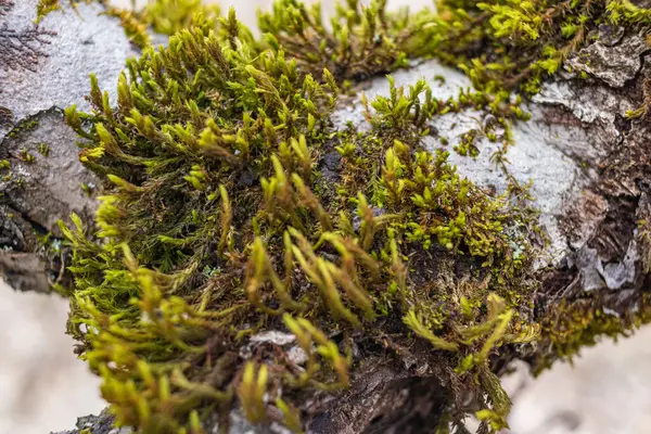 Stam Van Boom Bedekt Met Groen Mos — Stockfoto