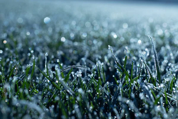 Sebuah Gambar Close Rumput Pagi Musim Dingin — Stok Foto