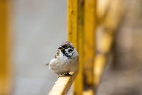 Ein Flacher Fokus Eines Kleinen Eurasischen Spatzenvogels Mit Verschwommenem Hintergrund — Stockfoto