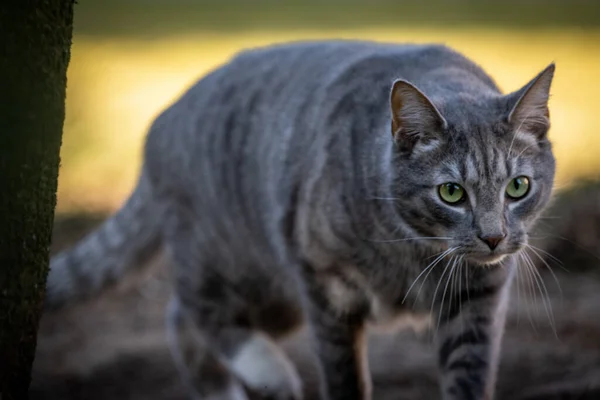 Yeşil Gözlü Güzel Gri Bir Kedinin Yakından Çekimi — Stok fotoğraf