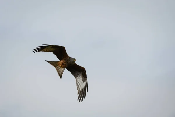 Vue Panoramique Cerf Volant Rouge Volant Dans Ciel Nuageux Rhayader — Photo