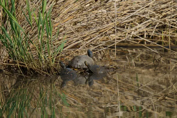 Żółwie Brzegu Rzeki Pobliżu Trzciny — Zdjęcie stockowe