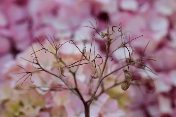 Крупним Планом Сухі Гілки Квітки Гортензії Барвистому Фоні — стокове фото