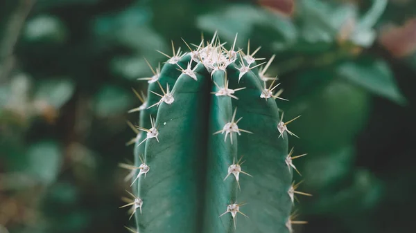 Egy Közeli Kép Egy Zöld Kaktuszról Amit Tavasszal Termesztettek Kertben — Stock Fotó