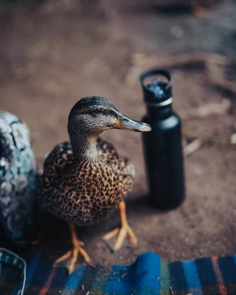 Vertikální Záběr Kachny Která Dívá Něco Farmě — Stock fotografie