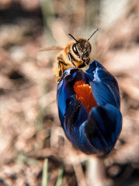Vertikální Makro Záběr Včely Opylující Modrou Květinu — Stock fotografie