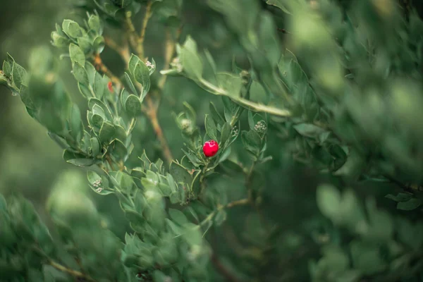 Eine Nahaufnahme Einer Roten Beere Auf Einem Ast Mit Grünen — Stockfoto