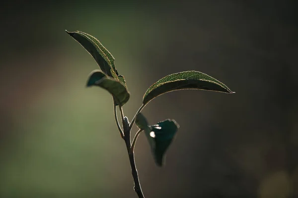 Селективный Фокус Ветки Зелеными Листьями — стоковое фото