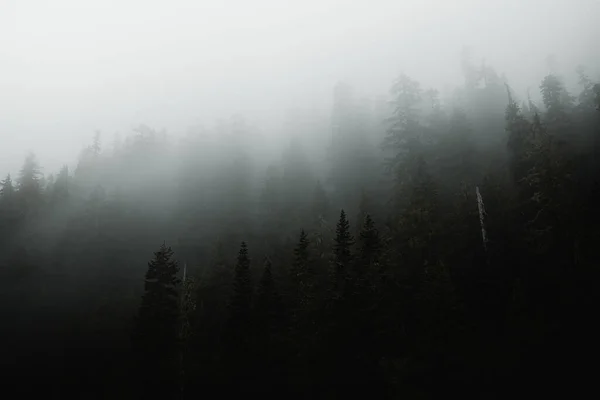 高山上 松树丛中 雾环抱着树木 — 图库照片