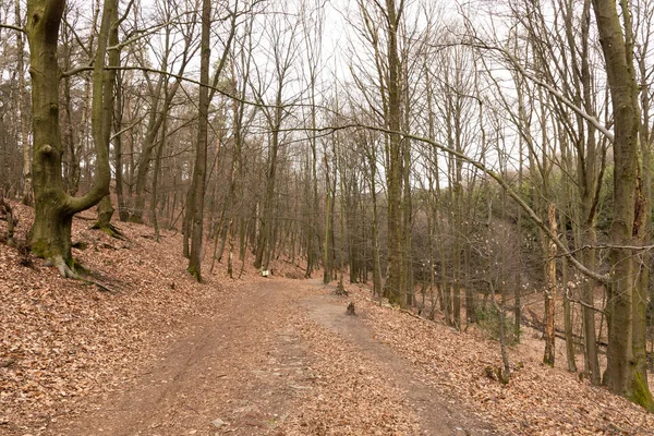 Vue Panoramique Une Forêt Avec Des Arbres Nus Allemagne Automne — Photo