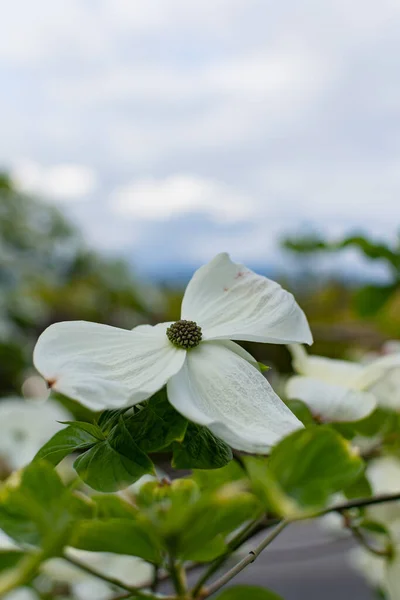 Tiro Seletivo Foco Dogwood Flowering Branco — Fotografia de Stock
