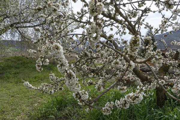 Прекрасний Весняний День Саду Білою Вишнею Цвіте Росте Гілках Дерев — стокове фото