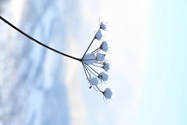 Primer Plano Vertical Una Flor Seca Cubierta Nieve Con Paisaje —  Fotos de Stock