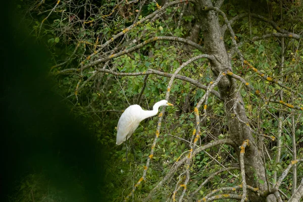 Great Egret Perched Tree Branches Forest Sunny Day — Stock Photo, Image