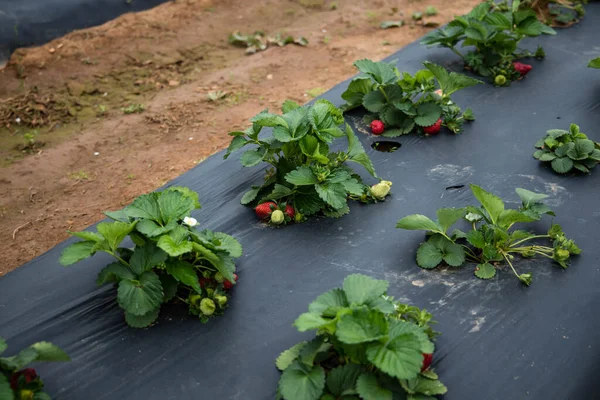 Der Anbau Frischer Erdbeeren Auf Dem Bauernhof — Stockfoto