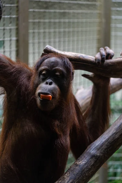 猩猩嘴上衔着食物爬到树枝上的一张猩猩的垂直照片 — 图库照片