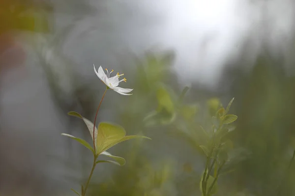 Detailní Záběr Chickweed Wintergreen Pěstované Jaře Zahradě — Stock fotografie