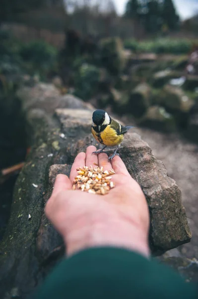 Selective Focus Shot Person Feeding Great Tit Grain — Zdjęcie stockowe