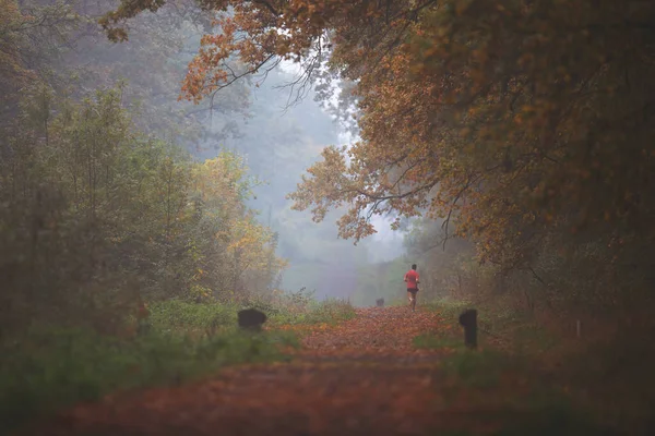 Человек Красной Футболке Бежит Тропу Через Осенний Лес — стоковое фото