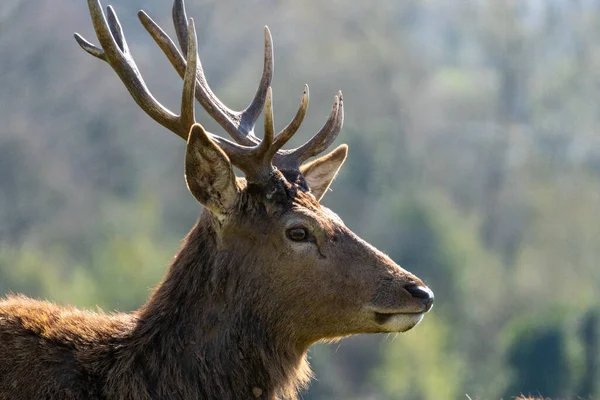 在明亮而模糊的背景上 鹿头在自然界中的特写镜头 — 图库照片