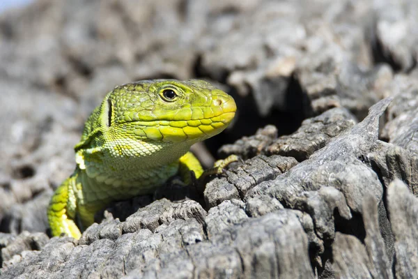 A small green Ocellated lizard in its natural habitat under sun light