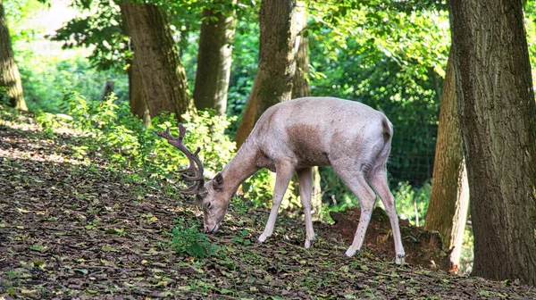 Cerf Blanc Qui Nourrit Seul Dans Une Forêt Feuillus — Photo