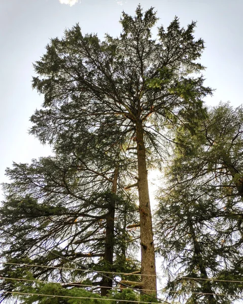 Pionowe Ujęcie Drzew Słonecznym Parku — Zdjęcie stockowe