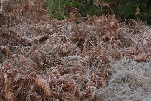 Frosty Dead Ferns Cold Winter — Stock Photo, Image