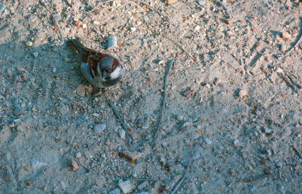 太陽の光が差し込む砂の地面に立つ旧世界の鳥の上からの眺め — ストック写真